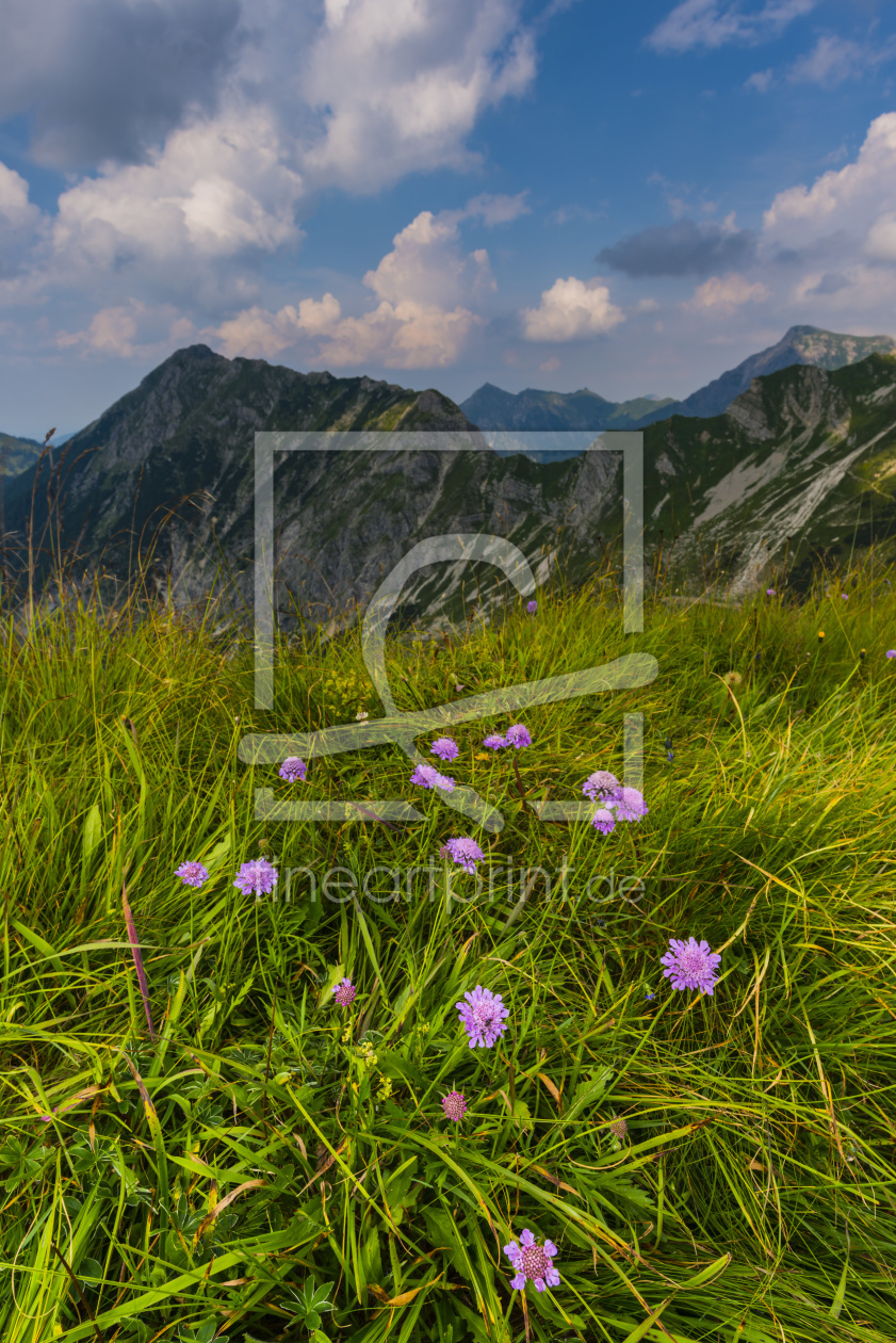 Bild-Nr.: 12045838 Alpen-Grasnelke  erstellt von Walter G. Allgöwer