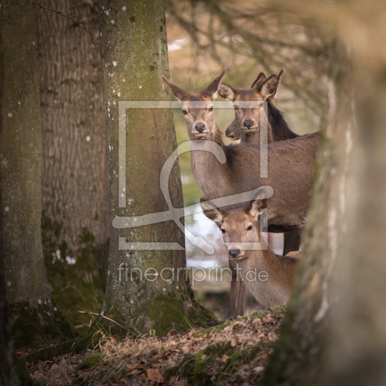 Bild-Nr.: 12045873 Tierischer Blick erstellt von luxpediation