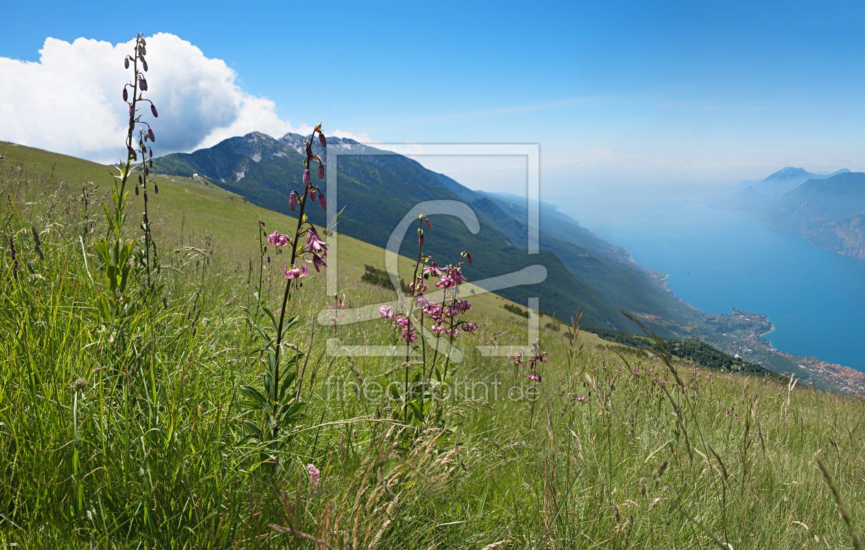 Bild-Nr.: 12046318 Türkenbundlilien am Monte Baldo Italien erstellt von SusaZoom