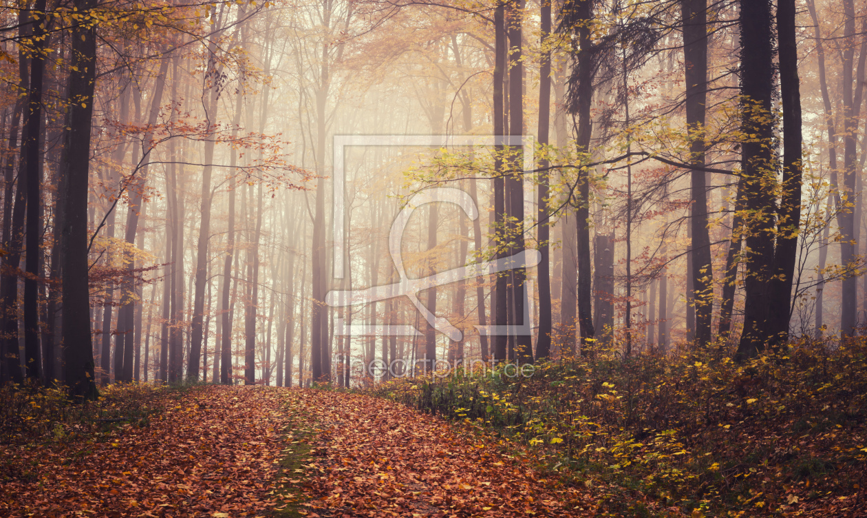 Bild-Nr.: 12048001 Natur Weg - foggy woodland erstellt von luxpediation