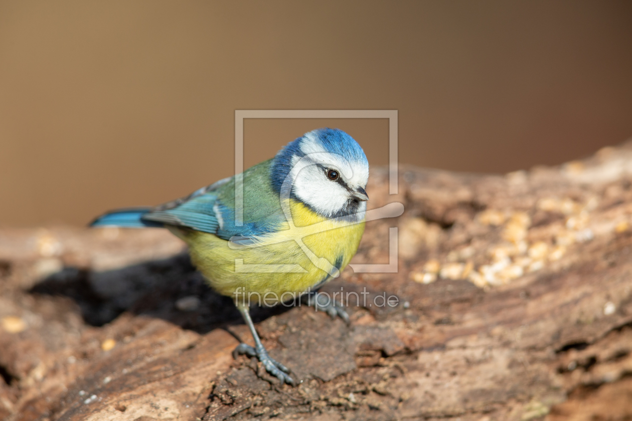 Bild-Nr.: 12048429 Blaumeise erstellt von DirkR