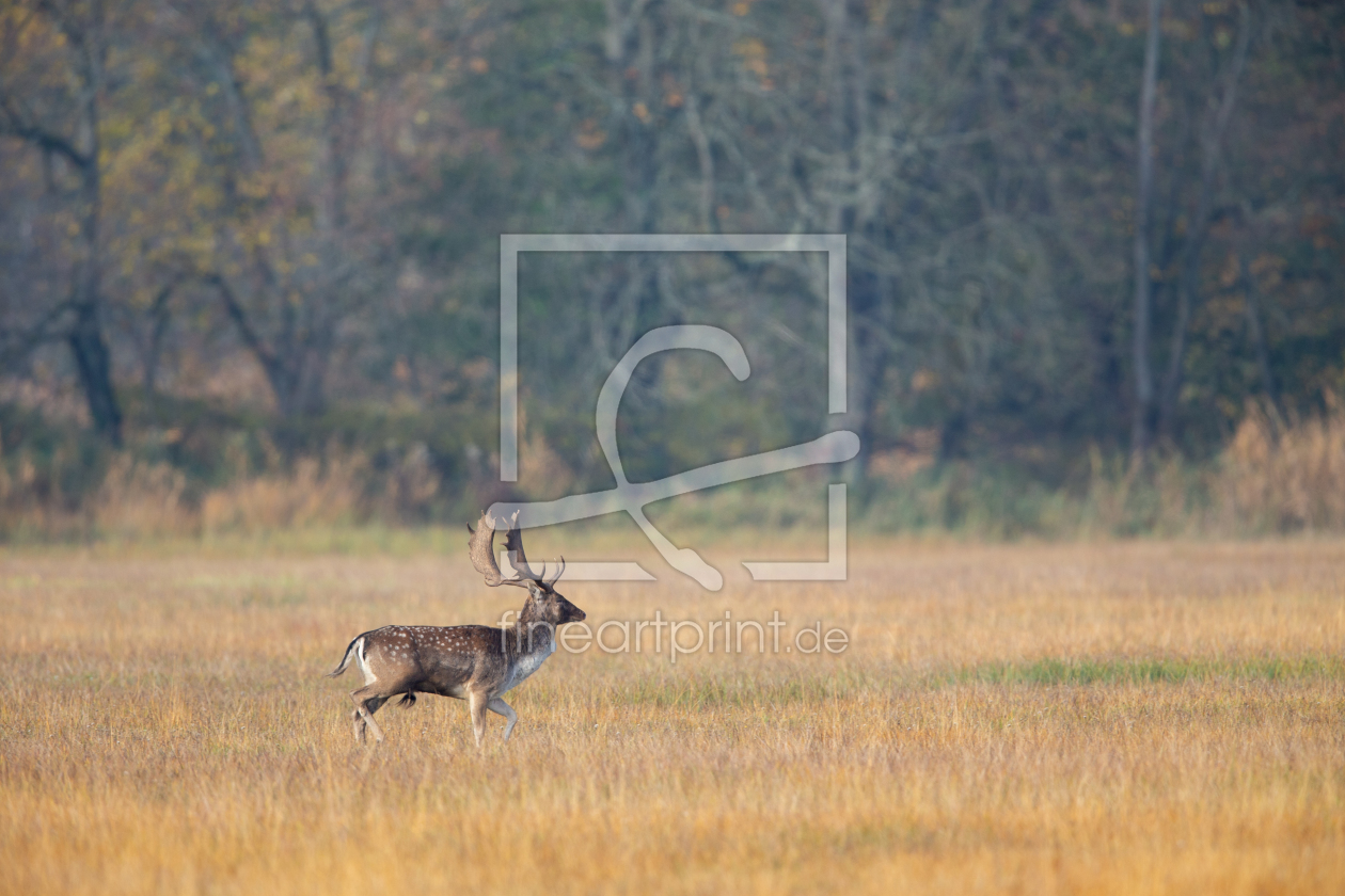 Bild-Nr.: 12049345 Damhirsch erstellt von DirkR