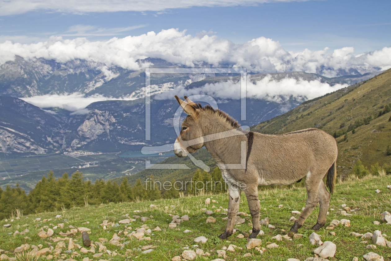 Bild-Nr.: 12049867 Esel auf einer Bergwiese im Trentino erstellt von EderHans