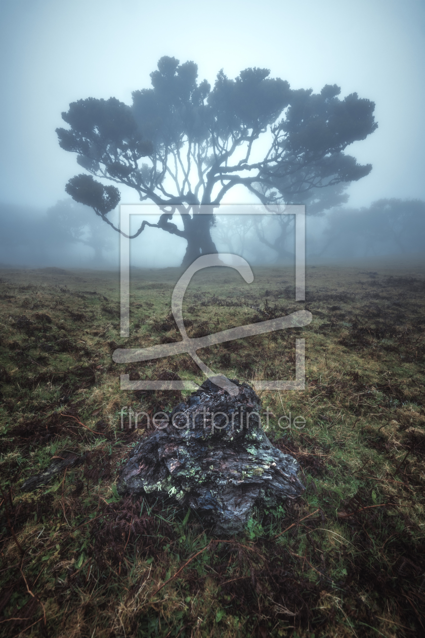 Bild-Nr.: 12050450 Madeira Fanal Lorbeerwald mit Nebel erstellt von Jean Claude Castor