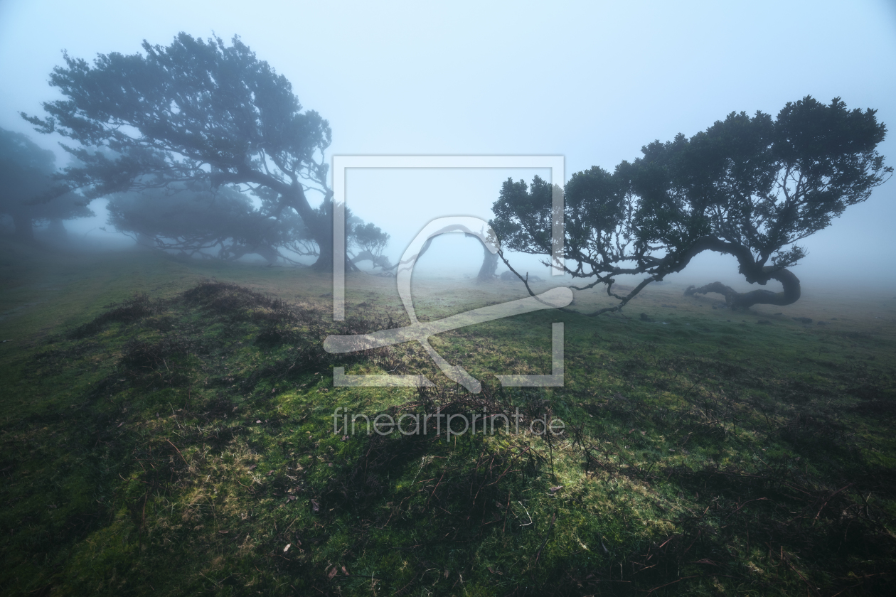 Bild-Nr.: 12050451 Madeira Fanal Nebelwald erstellt von Jean Claude Castor