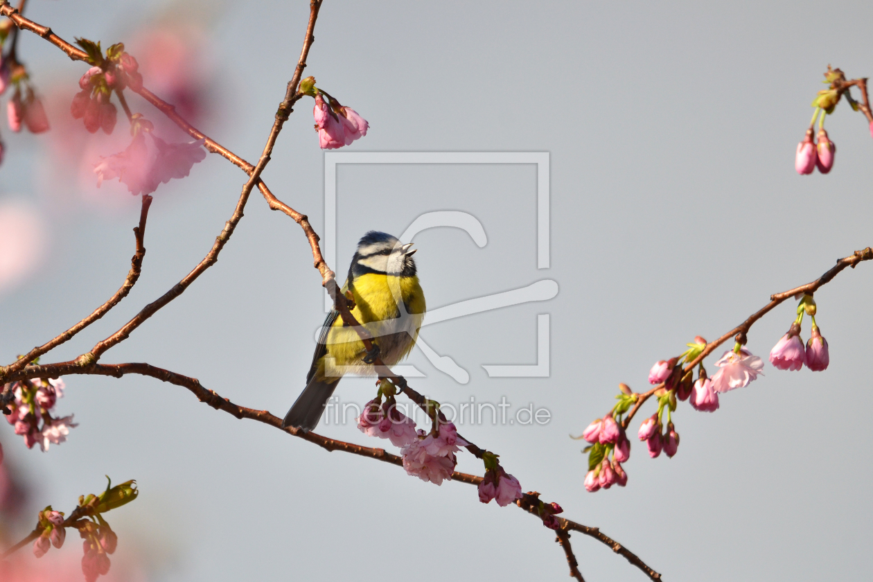 Bild-Nr.: 12050530 Frühlingsvogelgesang erstellt von Ostfriese