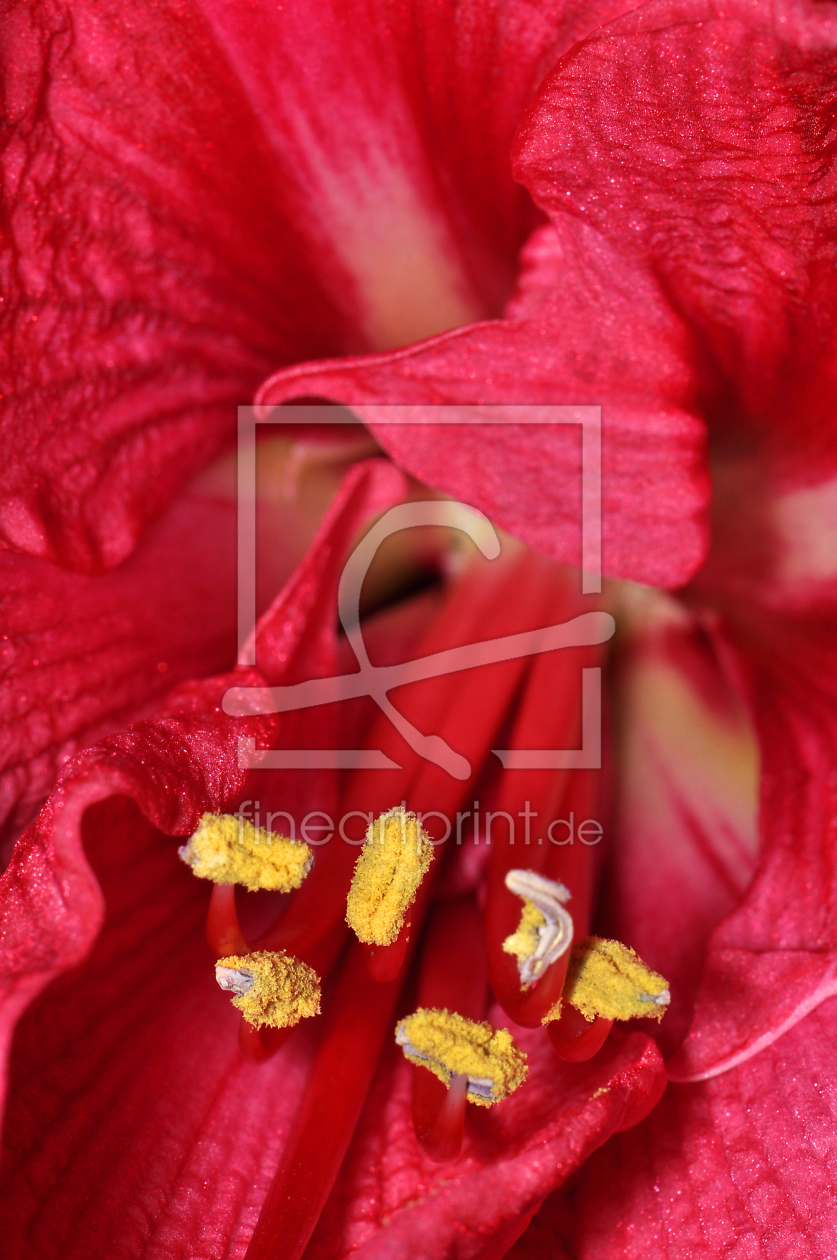 Bild-Nr.: 12050791 Amaryllis erstellt von Herbo