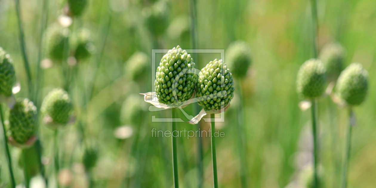 Bild-Nr.: 12050795 Allium erstellt von Atteloi