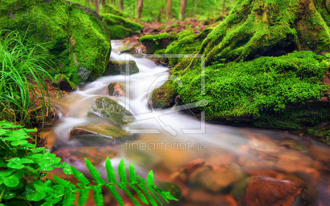 Bild-Nr.: 12051293 Wasser fließt durch moosbewachsenen Waldboden erstellt von Smileus