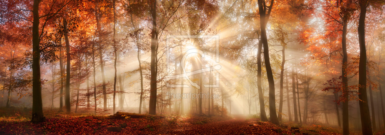 Bild-Nr.: 12051469 Lichtstimmung in einem nebligen Wald im Herbst erstellt von Smileus
