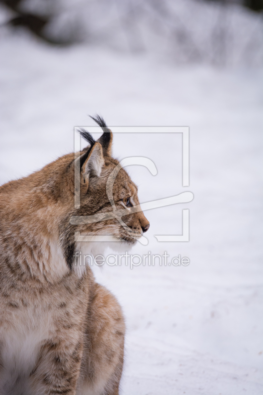 Bild-Nr.: 12051626 Luchs im Schnee erstellt von luxpediation