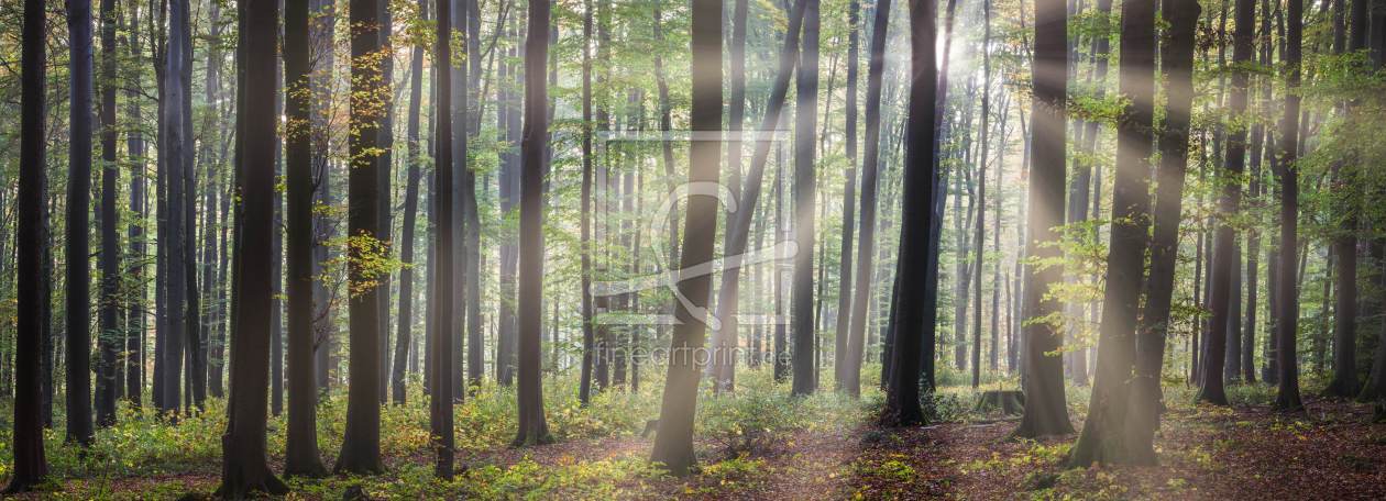 Bild-Nr.: 12051873 Wald bei Sonnenschein Panorama - woodland Pano erstellt von luxpediation