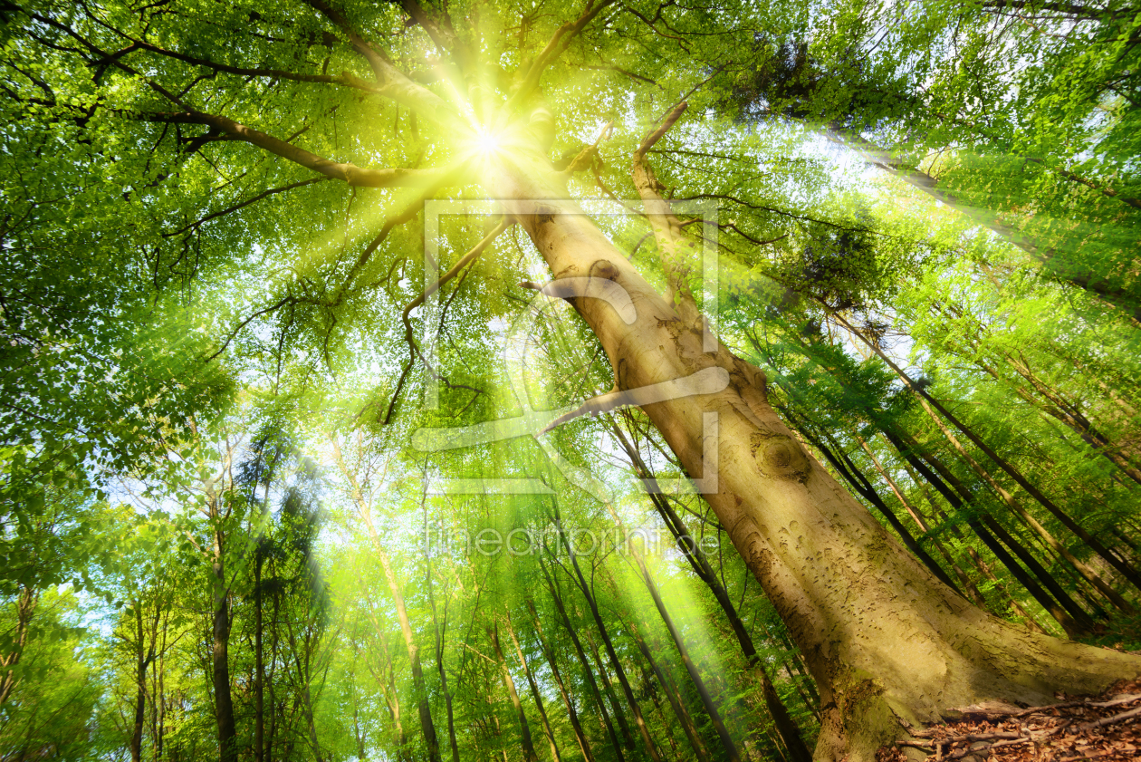 Bild-Nr.: 12051884 Sonne im Zauberwald erstellt von Smileus