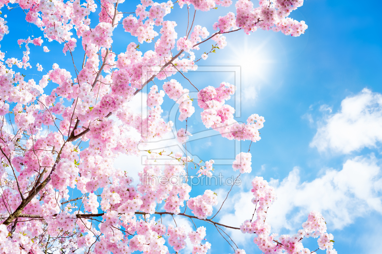 Bild-Nr.: 12052178 Rosa Kirschblüten im Frühling erstellt von eyetronic