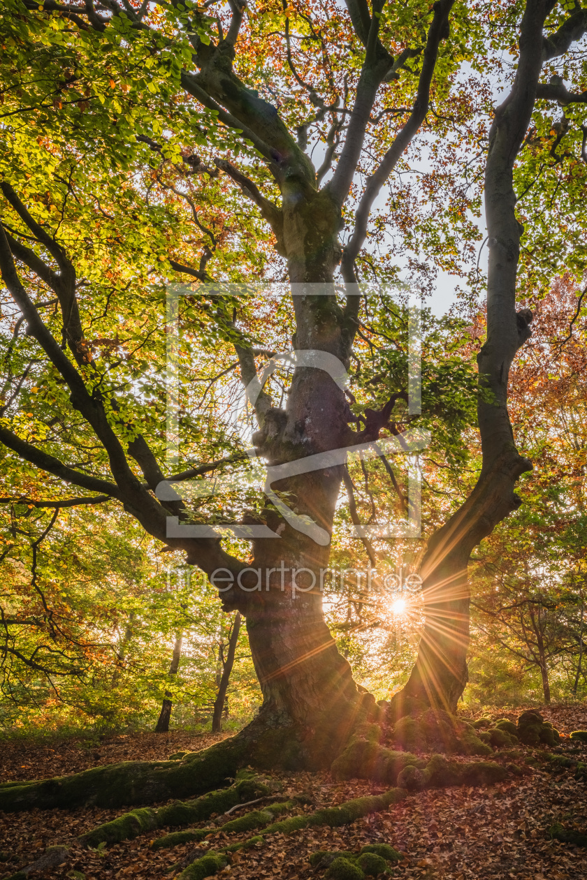 Bild-Nr.: 12053499 Morgens im Hutewald erstellt von Stefan Imig