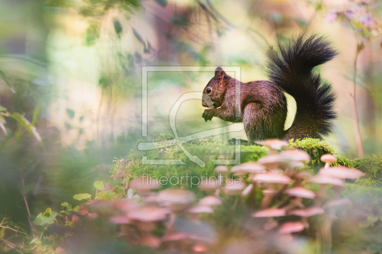 Bild-Nr.: 12054056 Eichhörnchen im Herbstwald erstellt von Stefan Imig