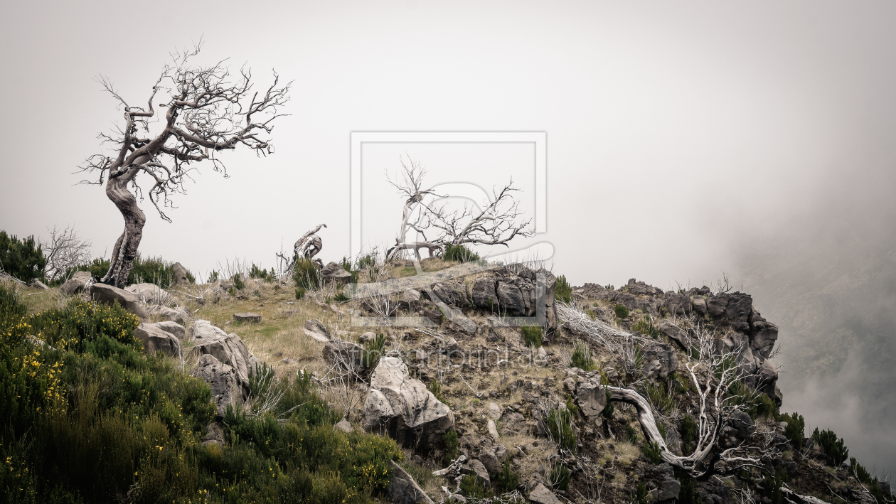 Bild-Nr.: 12054998 Kahler Baum auf einem Berg in den Wolken erstellt von Regiles