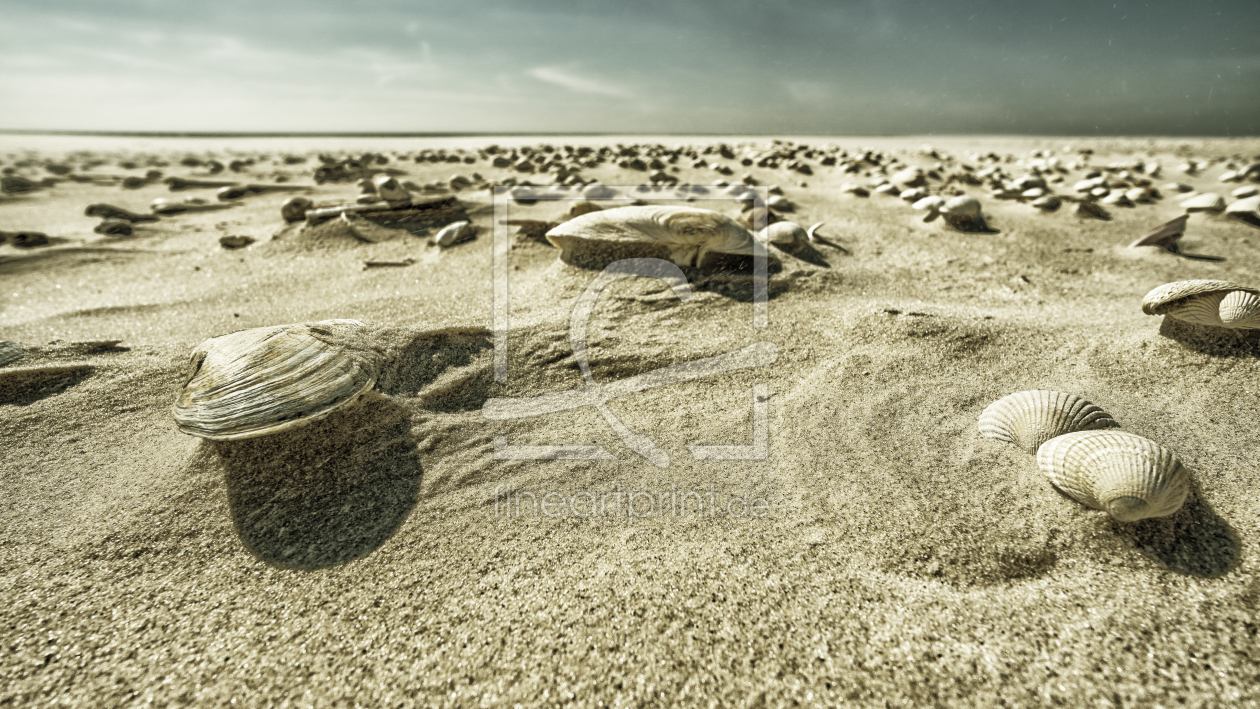 Bild-Nr.: 12055006 Muscheln im verwehten Sand erstellt von Regiles