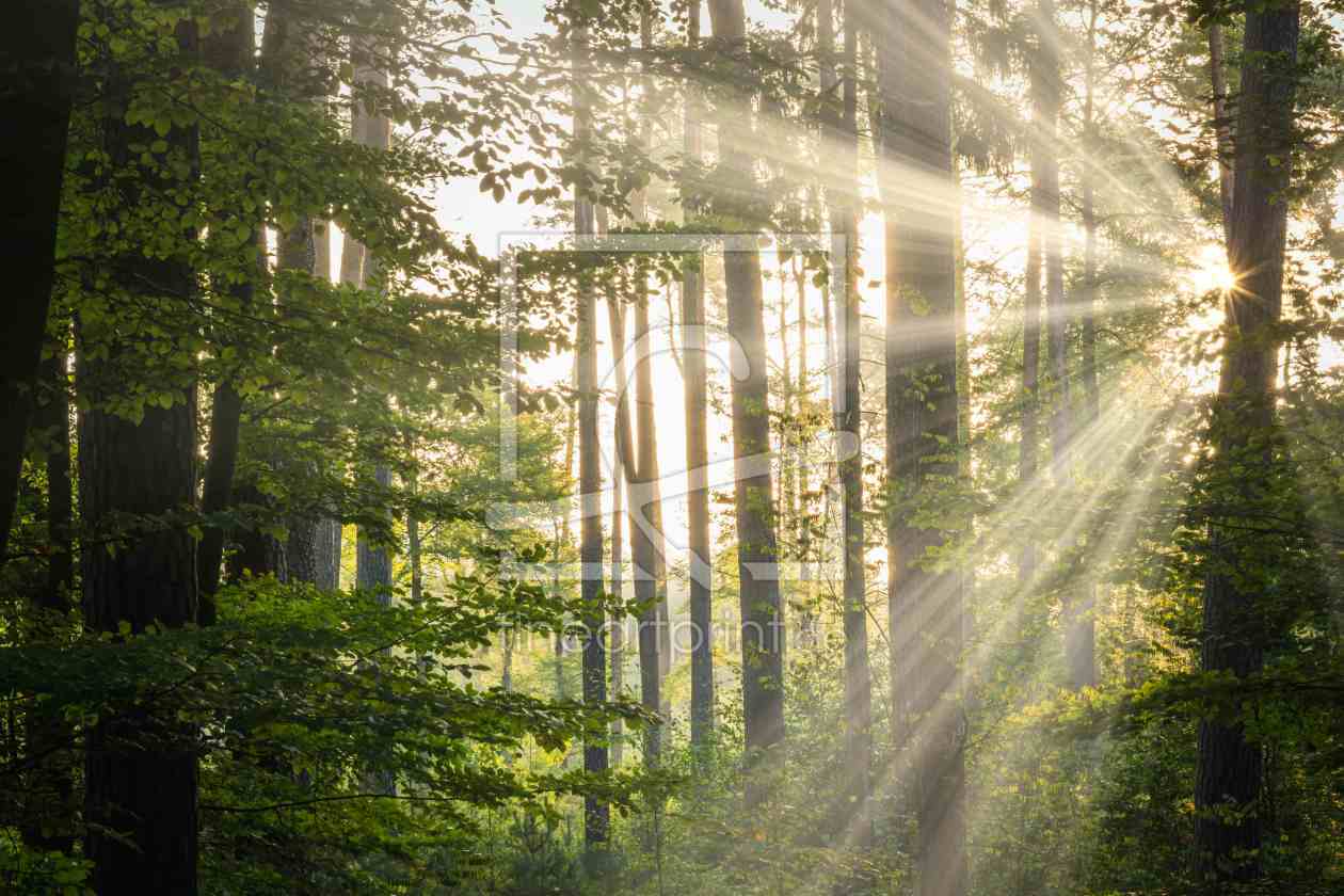 Bild-Nr.: 12055023 Bäume im Lichte der Sonne erstellt von luxpediation