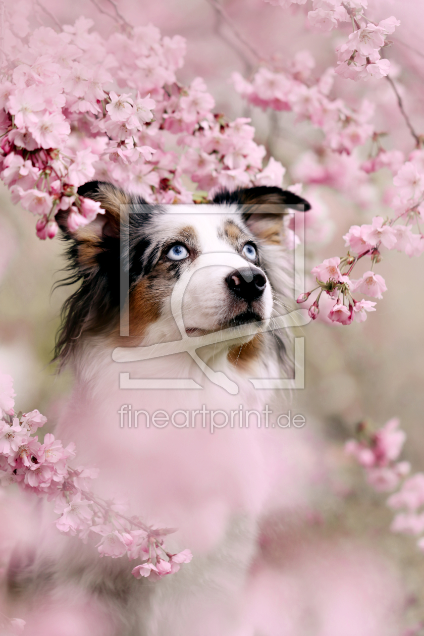 Bild-Nr.: 12055232 Australian Shepherd  erstellt von Youlia