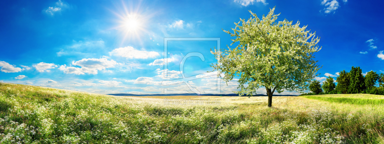 Bild-Nr.: 12055482 Weite Blumenwiese im Frühling erstellt von Smileus