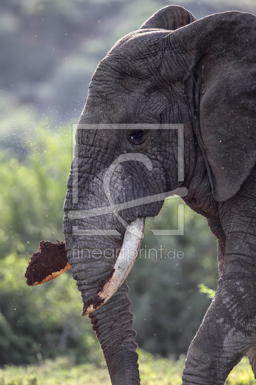 Bild-Nr.: 12055593 Elefant erstellt von DirkR