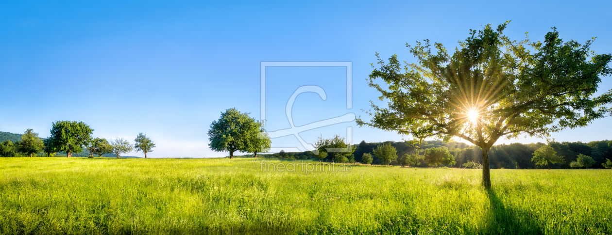 Bild-Nr.: 12055675 Obstwiese im Sonnenschein erstellt von eyetronic