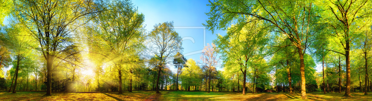 Bild-Nr.: 12055720 Gorgeous panoramic spring scenery with sunlit tree erstellt von Smileus