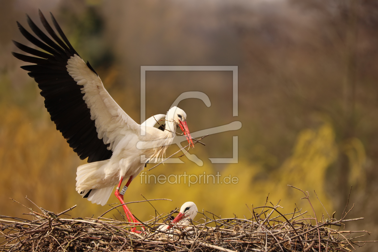 Bild-Nr.: 12055991 Nestbau bei den Störchen erstellt von Thomas Herzog