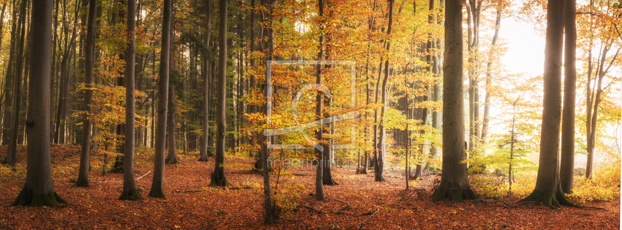 Bild-Nr.: 12056499 Wald im bunten Herbst erstellt von luxpediation