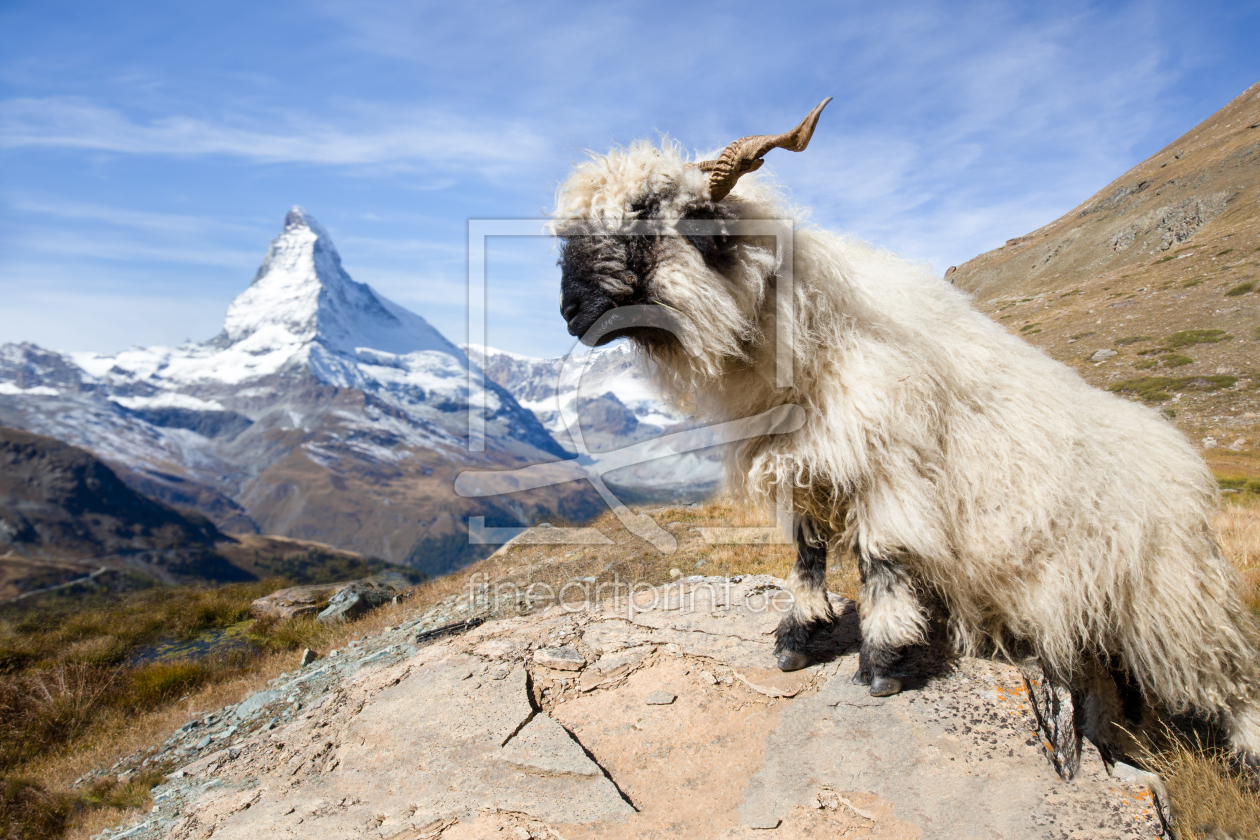 Bild-Nr.: 12056508 Schwarznasenschaf und Matterhorn in der Schweiz erstellt von eyetronic