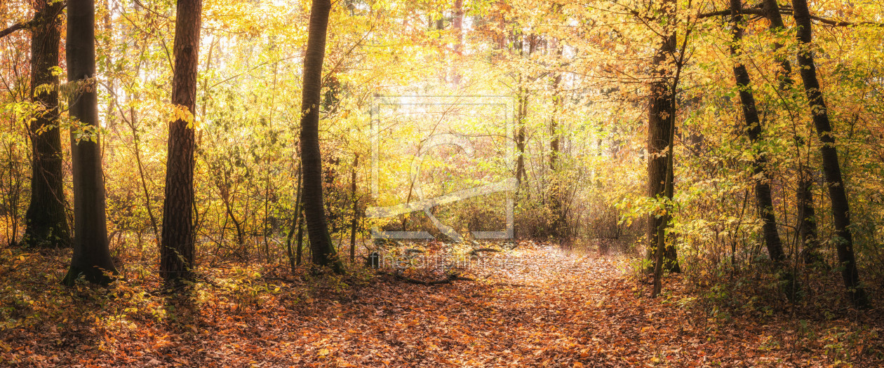 Bild-Nr.: 12056918 Lichtung im Wald Panorama erstellt von luxpediation