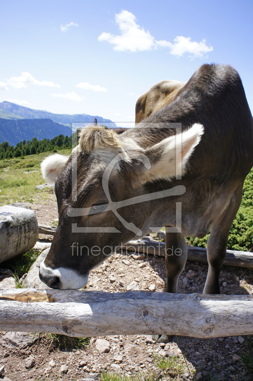 Bild-Nr.: 12056957 Rind auf der Alm in den Dolomiten erstellt von MartinaW