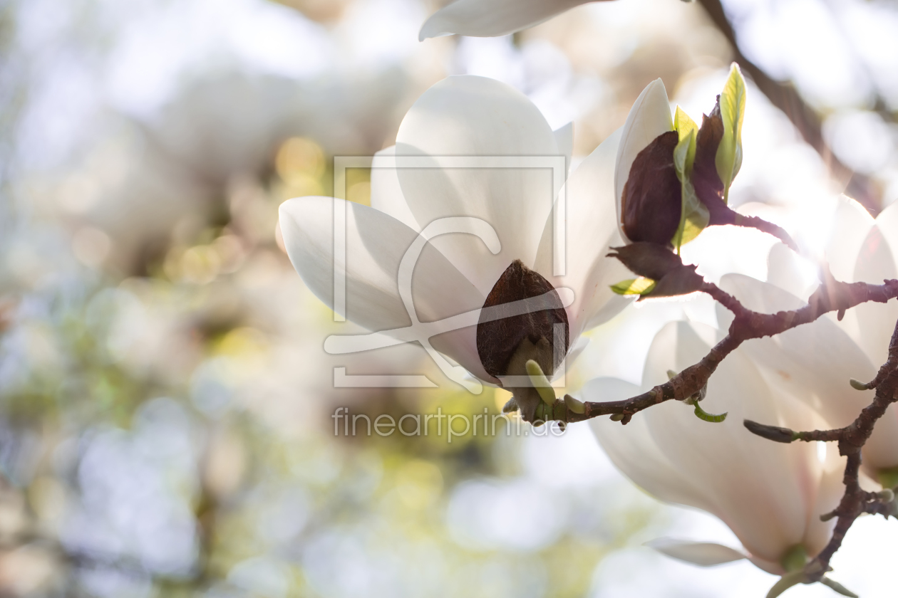 Bild-Nr.: 12057109 Magnolienbaum erstellt von MartinaW