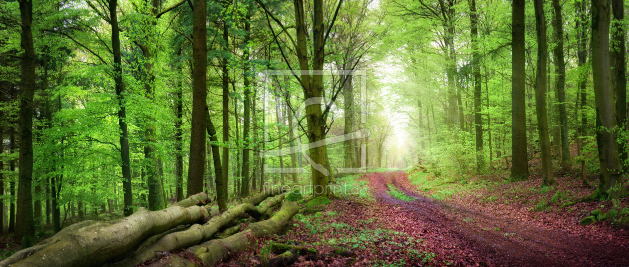 Bild-Nr.: 12057249 Forstweg im grünen Wald bei sanftem Licht erstellt von Smileus
