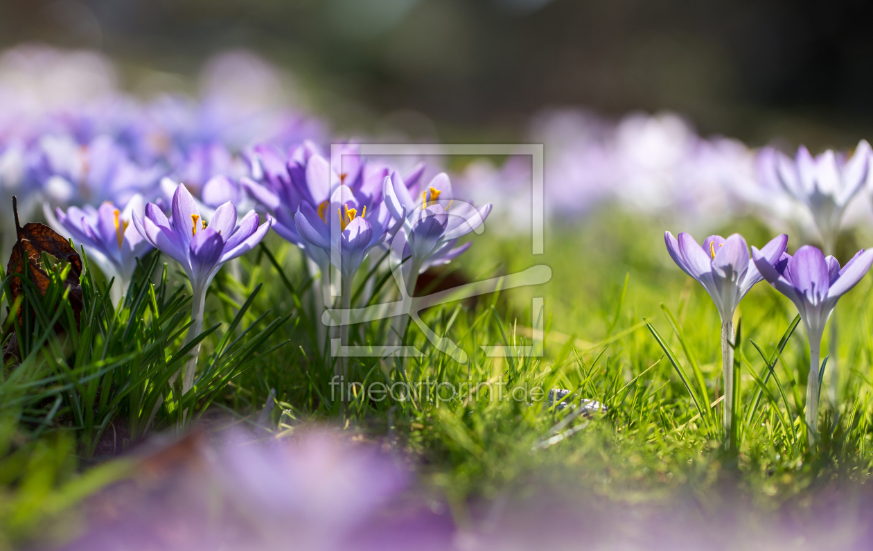 Bild-Nr.: 12057304 Krokus im Frühling erstellt von MartinaW