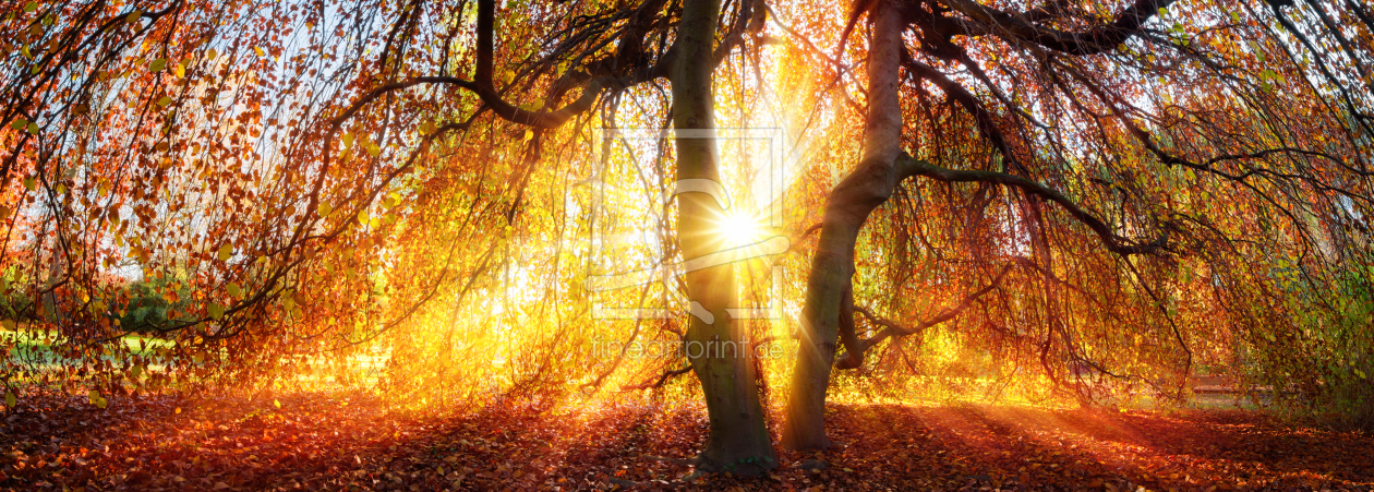 Bild-Nr.: 12057475 Goldene Sonnenstrahlen im Herbst erstellt von Smileus
