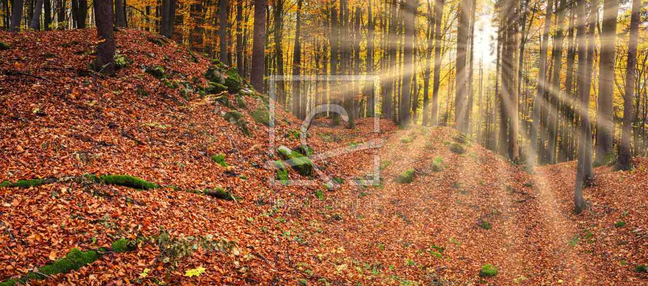 Bild-Nr.: 12057948  Sonnenstrahlen im Wald erstellt von luxpediation