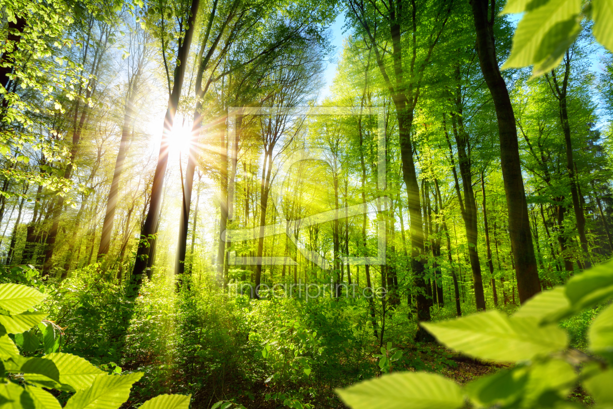 Bild-Nr.: 12058020 Sonnenbeschienene Laubbäume im Wald erstellt von Smileus