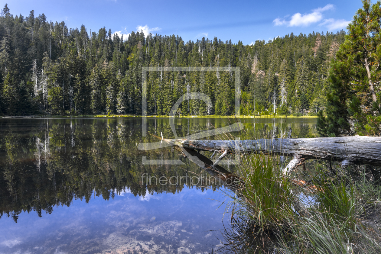 Bild-Nr.: 12058429 Unberührte Natur im Schwarzwald erstellt von KundenNr-160338