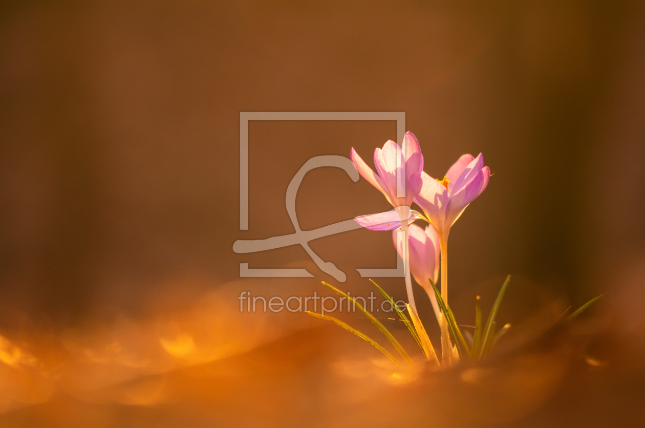 Bild-Nr.: 12058622 Krokus im Gegenlicht erstellt von AlenaTerbachFotografie