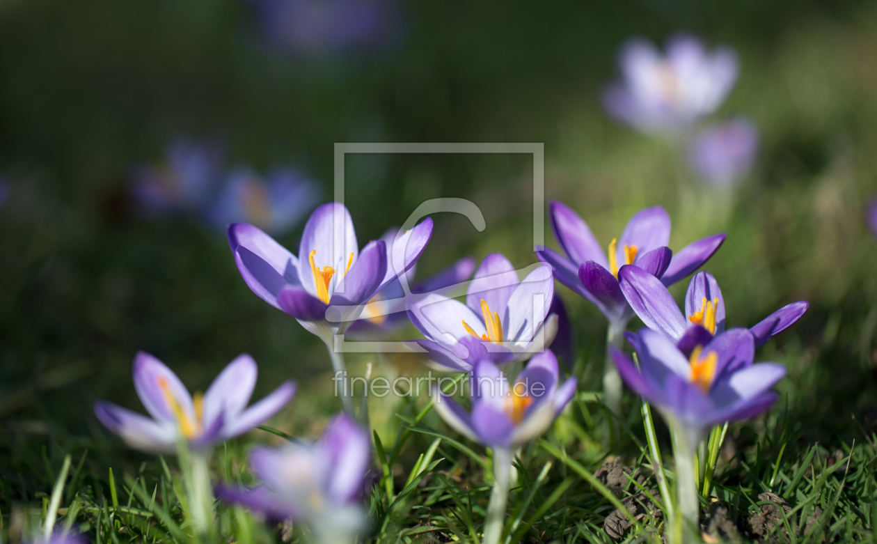 Bild-Nr.: 12058679 Frühling erstellt von MartinaW