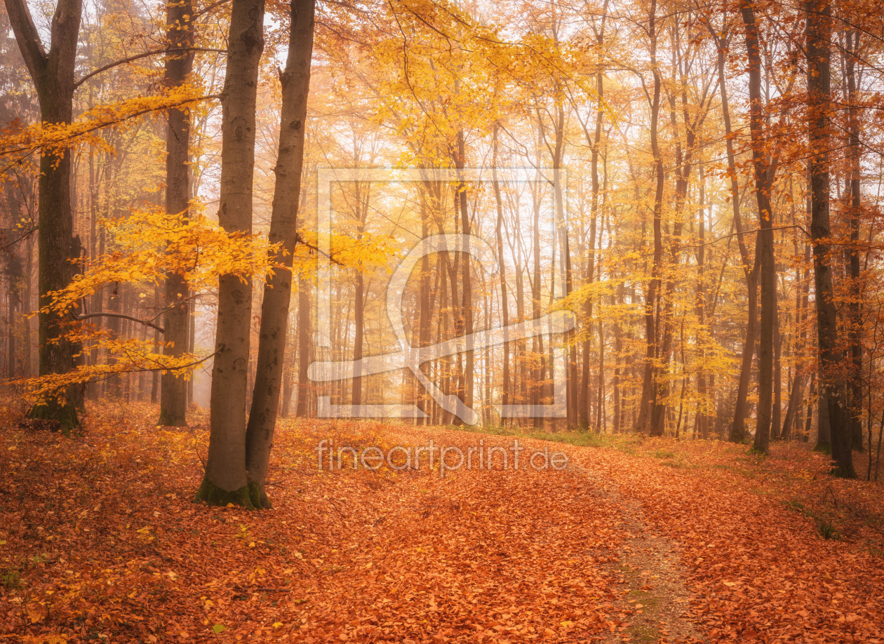 Bild-Nr.: 12058958 Bunter Herbstwald im Panorama - woodland erstellt von luxpediation