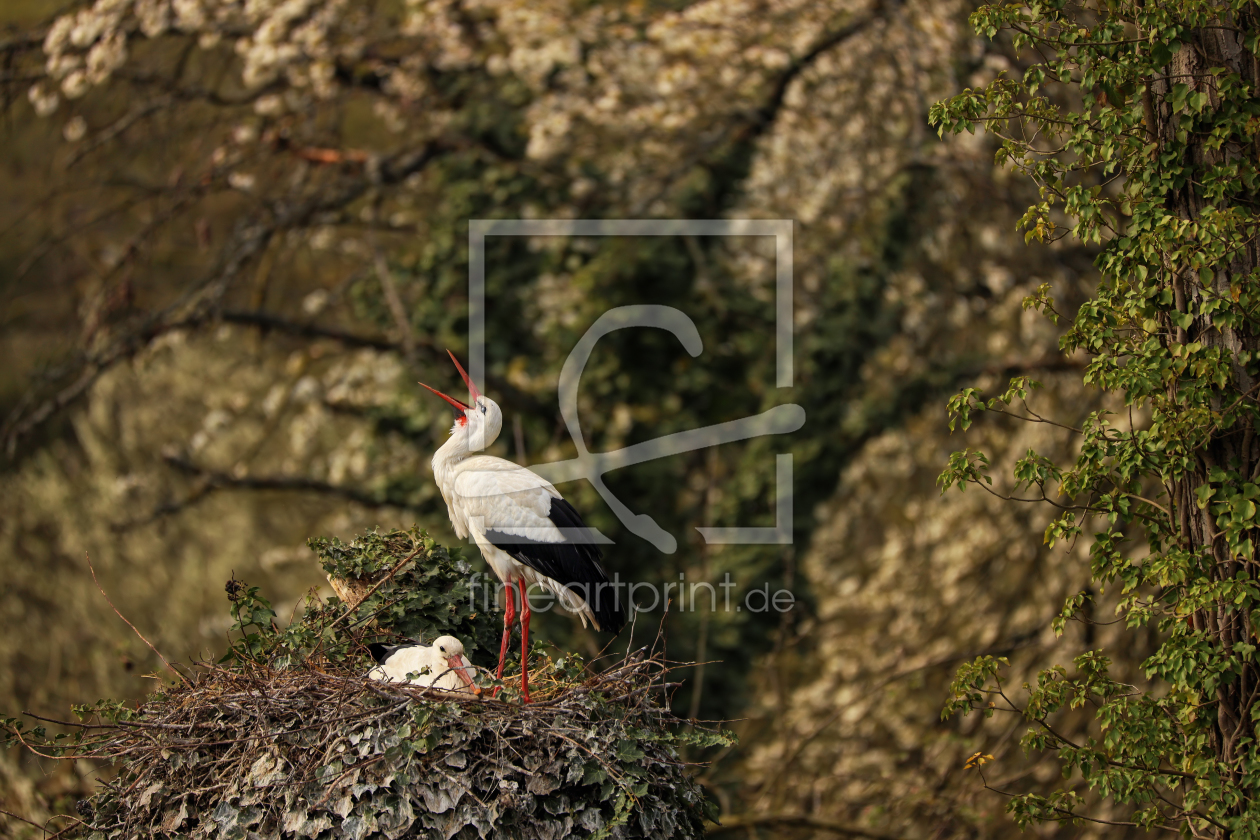 Bild-Nr.: 12059149 Weißstorch  erstellt von Thomas Herzog