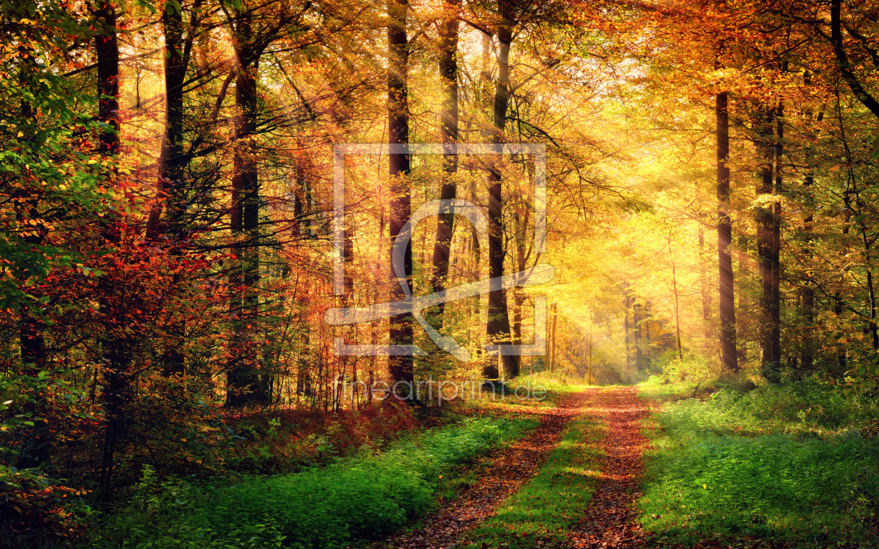 Bild-Nr.: 12059177 Autumn forest scenery with rays of warm light erstellt von Smileus