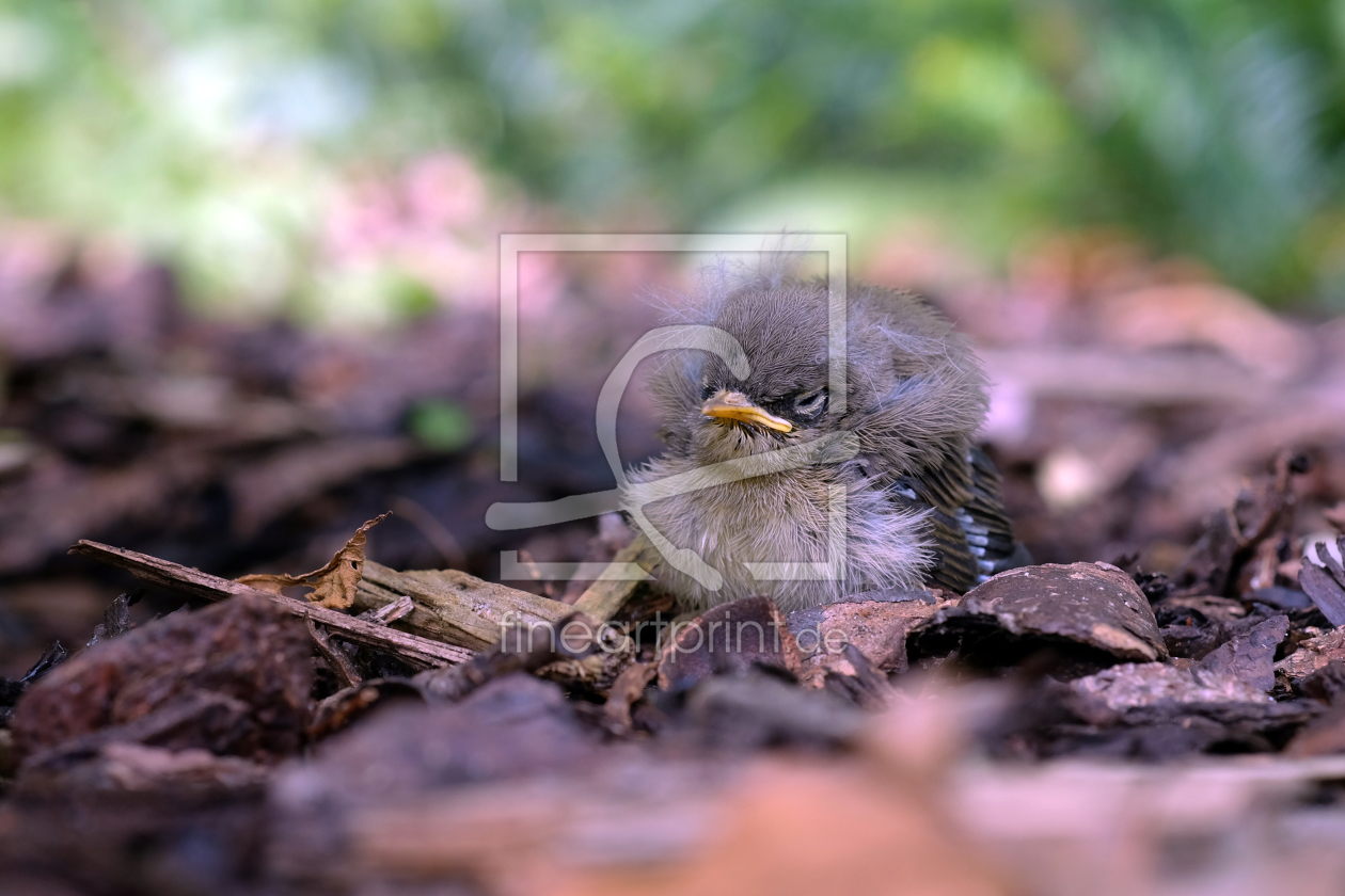 Bild-Nr.: 12059279 Nestflüchter erstellt von Ostfriese