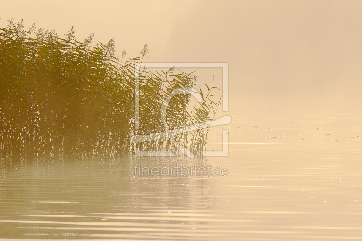 Bild-Nr.: 12059459 Schilf im Morgengrauen erstellt von Ostfriese