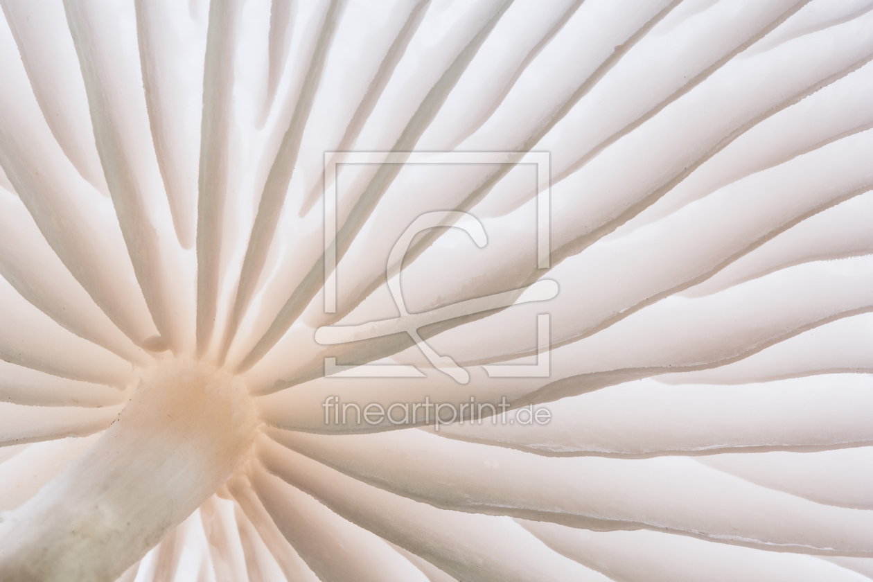 Bild-Nr.: 12061440 Buchenschleimrübling Detail erstellt von Stefan Imig