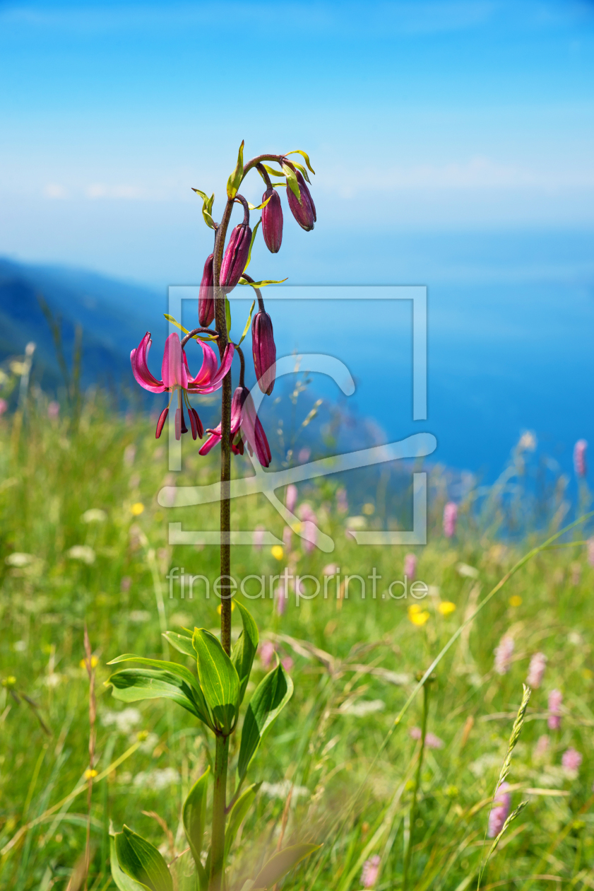 Bild-Nr.: 12061574 Türkenbund Lilie am Monte Baldo Italien III erstellt von SusaZoom