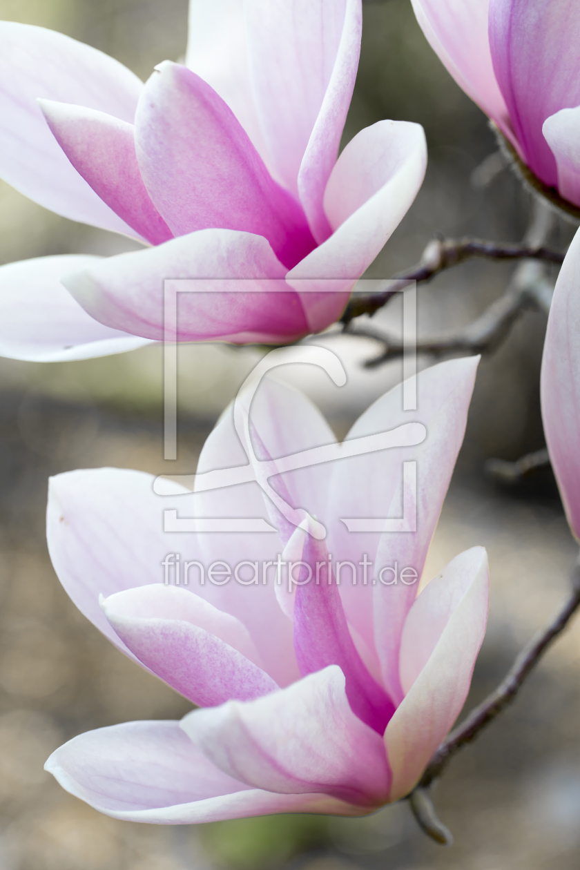 Bild-Nr.: 12061799 Magnolie erstellt von MartinaW